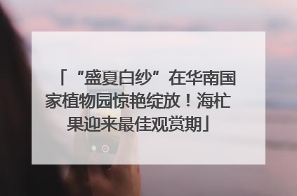 “盛夏白纱”在华南国家植物园惊艳绽放！海杧果迎来最佳观赏期