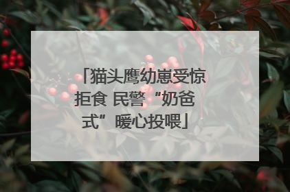猫头鹰幼崽受惊拒食 民警“奶爸式”暖心投喂