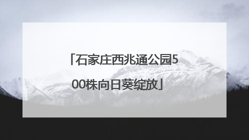 石家庄西兆通公园500株向日葵绽放