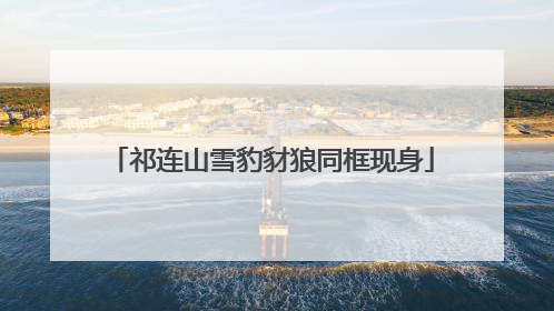 祁连山雪豹豺狼同框现身