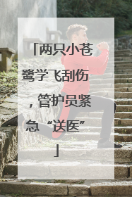 两只小苍鹭学飞刮伤，管护员紧急“送医”