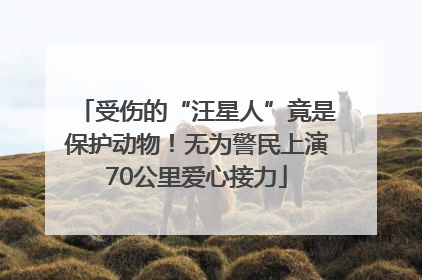 受伤的“汪星人”竟是保护动物！无为警民上演70公里爱心接力