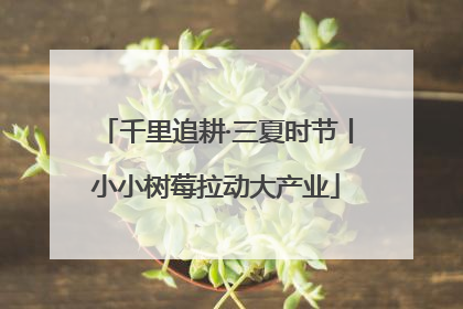 千里追耕·三夏时节丨小小树莓拉动大产业