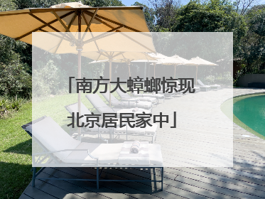 南方大蟑螂惊现北京居民家中