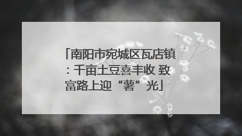 南阳市宛城区瓦店镇：千亩土豆喜丰收 致富路上迎“薯”光