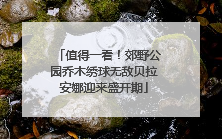 值得一看！郊野公园乔木绣球无敌贝拉安娜迎来盛开期