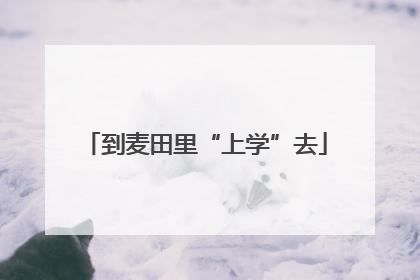 到麦田里“上学”去