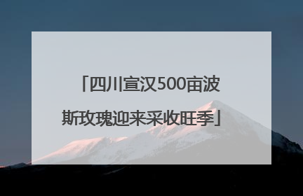 四川宣汉500亩波斯玫瑰迎来采收旺季