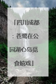 四川成都：苍鹭在公园湖心岛觅食嬉戏