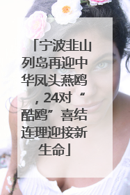 宁波韭山列岛再迎中华凤头燕鸥，24对“酷鸥”喜结连理迎接新生命
