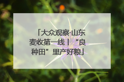 大众观察·山东麦收第一线丨“良种田”里产好粮