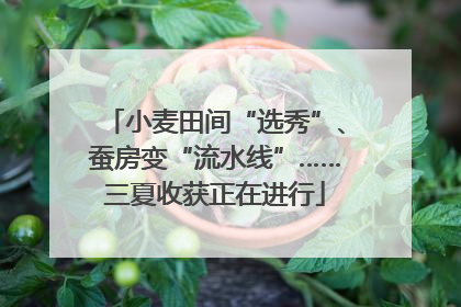 小麦田间“选秀”、蚕房变“流水线”……三夏收获正在进行