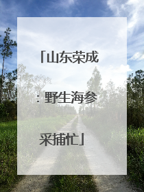 山东荣成：野生海参采捕忙