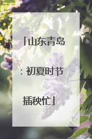 山东青岛：初夏时节插秧忙