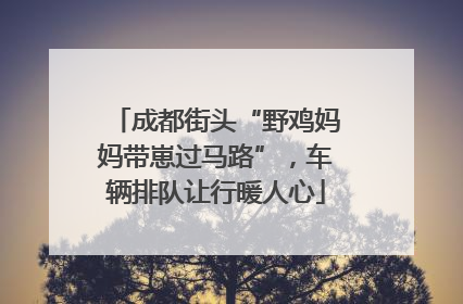 成都街头“野鸡妈妈带崽过马路”，车辆排队让行暖人心