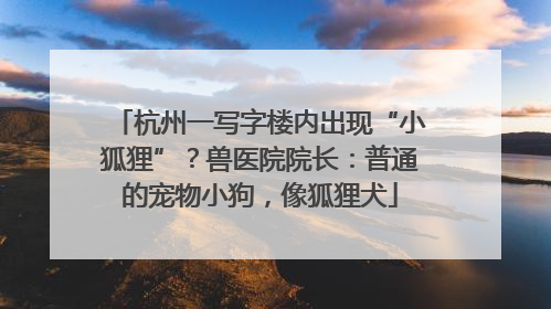 杭州一写字楼内出现“小狐狸”？兽医院院长：普通的宠物小狗，像狐狸犬