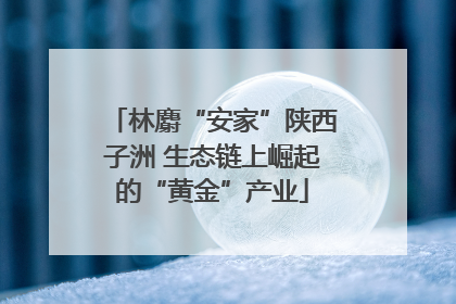 林麝“安家”陕西子洲 生态链上崛起的“黄金”产业