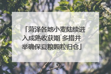 菏泽各地小麦陆续进入成熟收获期 多措并举确保夏粮颗粒归仓