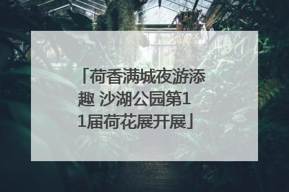 荷香满城夜游添趣 沙湖公园第11届荷花展开展