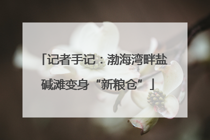 记者手记：渤海湾畔盐碱滩变身“新粮仓”