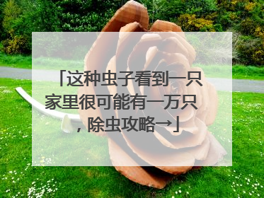这种虫子看到一只家里很可能有一万只，除虫攻略→