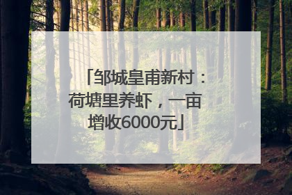 邹城皇甫新村：荷塘里养虾，一亩增收6000元