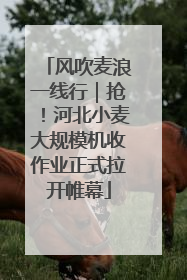 风吹麦浪一线行｜抢！河北小麦大规模机收作业正式拉开帷幕