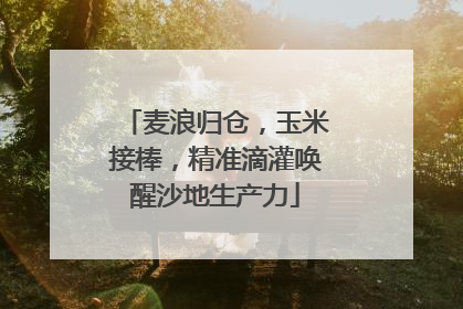 麦浪归仓，玉米接棒，精准滴灌唤醒沙地生产力