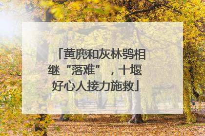 黄麂和灰林鸮相继“落难”，十堰好心人接力施救