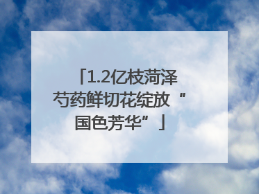 1.2亿枝菏泽芍药鲜切花绽放“国色芳华”