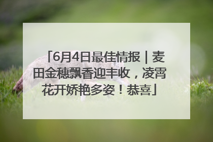 6月4日最佳情报｜麦田金穗飘香迎丰收，凌霄花开娇艳多姿！恭喜