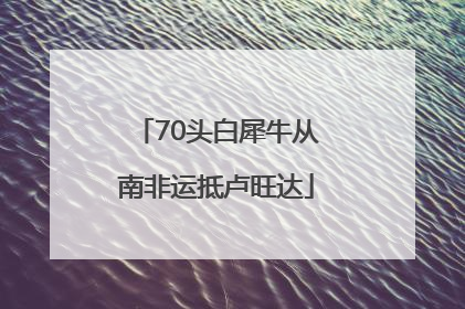 70头白犀牛从南非运抵卢旺达